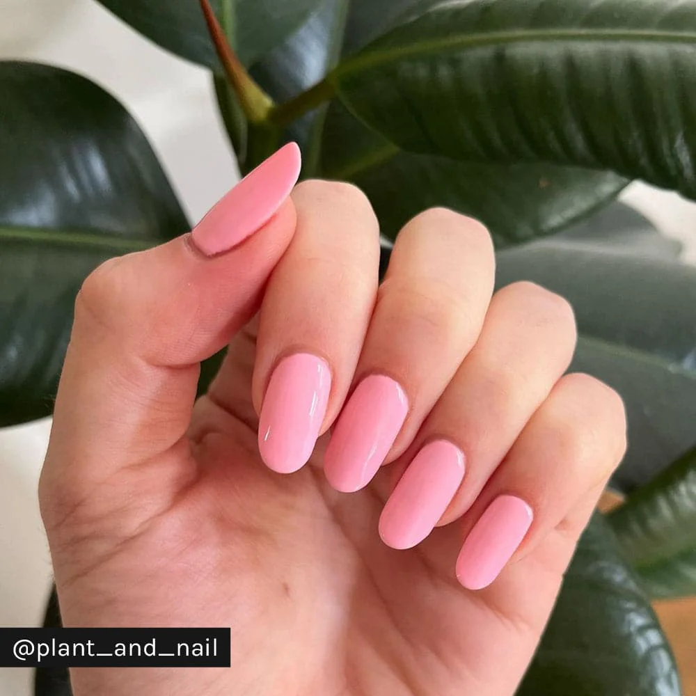 Pink Lady - Image 11
